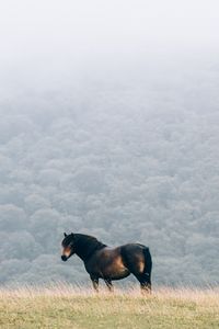 Preview wallpaper horse, field, mane, wind