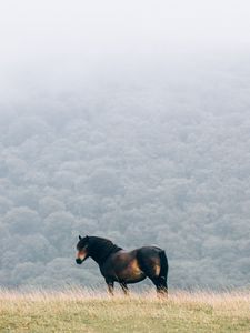 Preview wallpaper horse, field, mane, wind