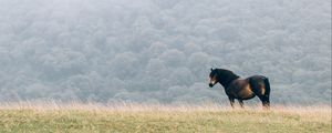 Preview wallpaper horse, field, mane, wind