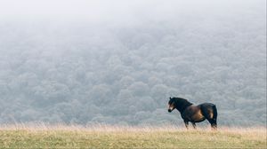 Preview wallpaper horse, field, mane, wind