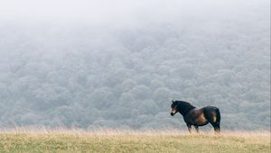 Preview wallpaper horse, field, mane, wind