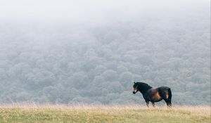 Preview wallpaper horse, field, mane, wind