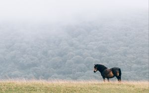 Preview wallpaper horse, field, mane, wind