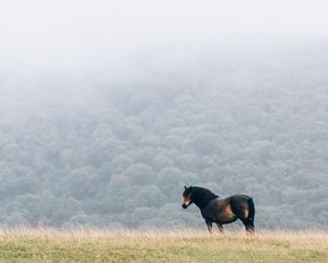 Preview wallpaper horse, field, mane, wind