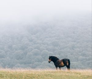 Preview wallpaper horse, field, mane, wind