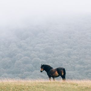 Preview wallpaper horse, field, mane, wind