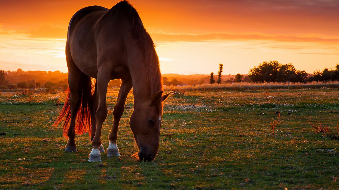 Wallpaper horse, field, pasture, sunset