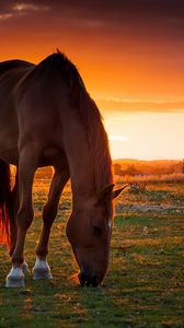 Preview wallpaper horse, field, pasture, sunset
