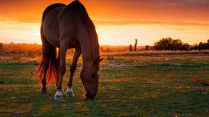 Horse full hd, hdtv, fhd, 1080p wallpapers hd, desktop backgrounds  1920x1080, images and pictures