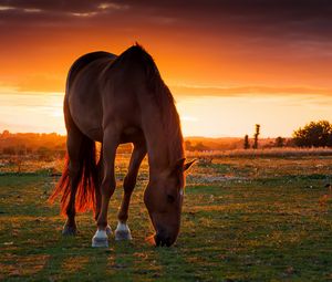Preview wallpaper horse, field, pasture, sunset