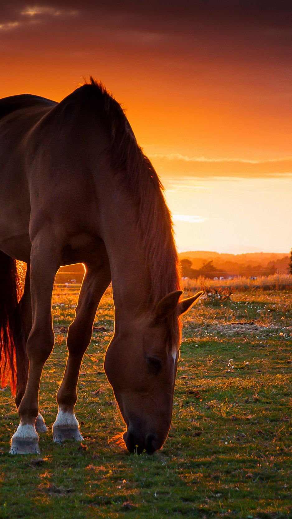 3D Sunset Horse Wallpaper  Download to your mobile from PHONEKY