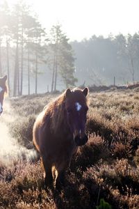 Preview wallpaper horse, fog, field, grass, trees