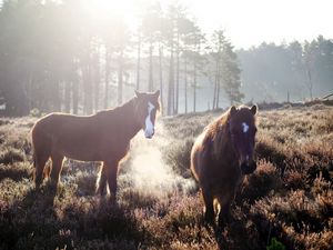 Preview wallpaper horse, fog, field, grass, trees