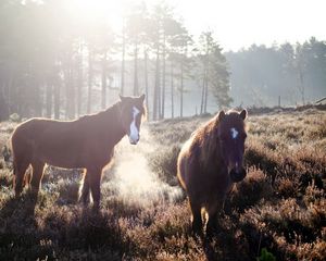 Preview wallpaper horse, fog, field, grass, trees