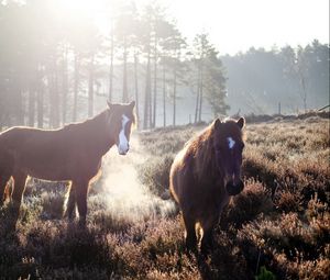 Preview wallpaper horse, fog, field, grass, trees