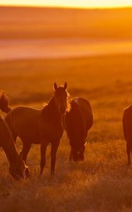 Preview wallpaper horse, fog, light, lightning, tabun