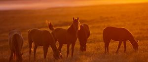 Preview wallpaper horse, fog, light, lightning, tabun