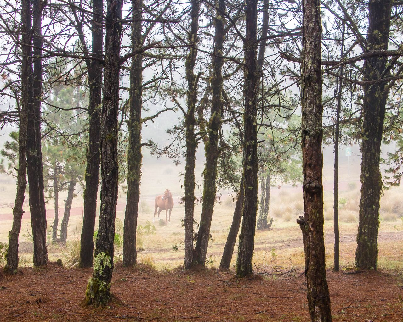 1280x1024 Wallpaper horse, forest, trees, animal