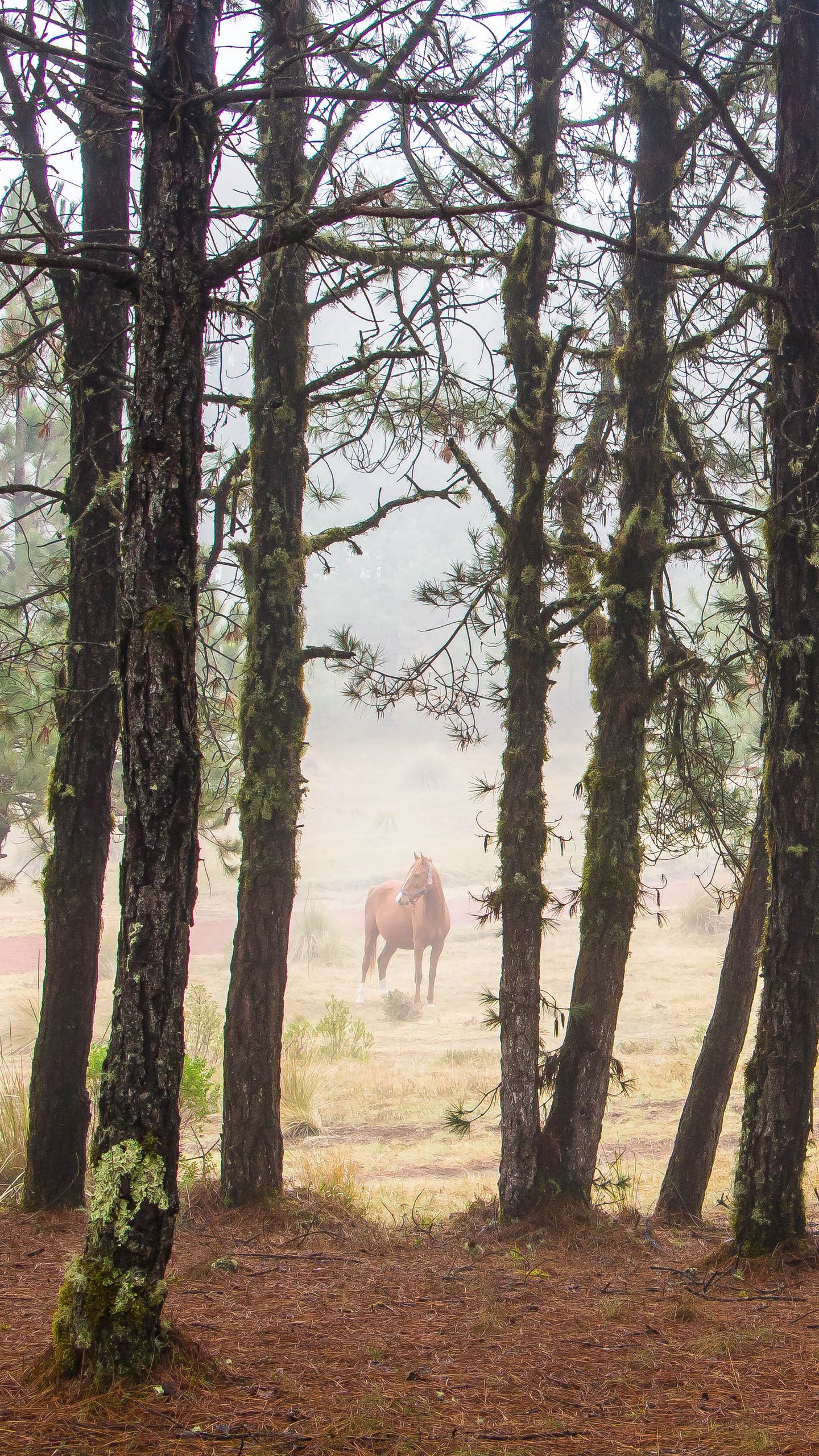 1440x2560 Wallpaper horse, forest, trees, animal