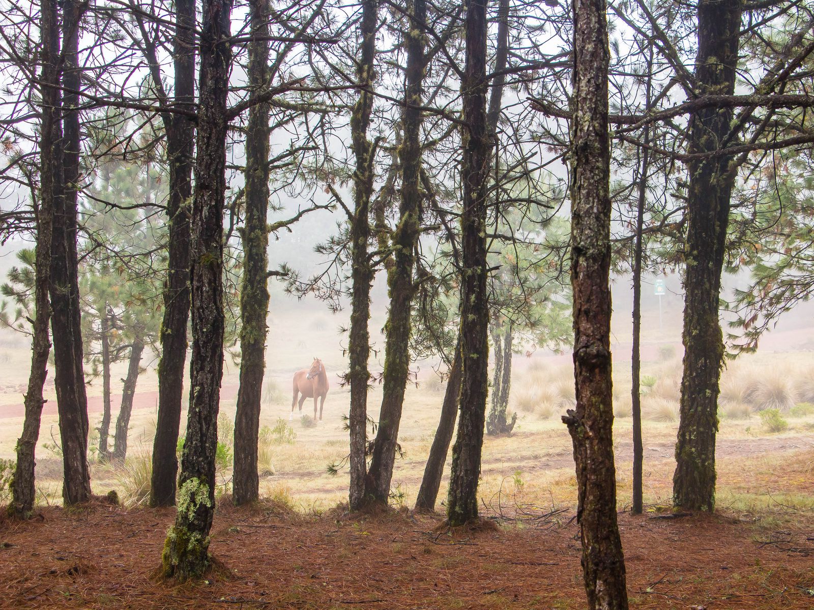 1600x1200 Wallpaper horse, forest, trees, animal