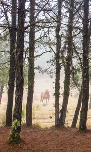 Preview wallpaper horse, forest, trees, animal