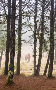 Preview wallpaper horse, forest, trees, animal