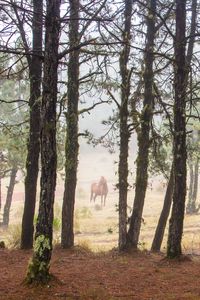 Preview wallpaper horse, forest, trees, animal