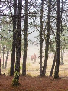 Preview wallpaper horse, forest, trees, animal