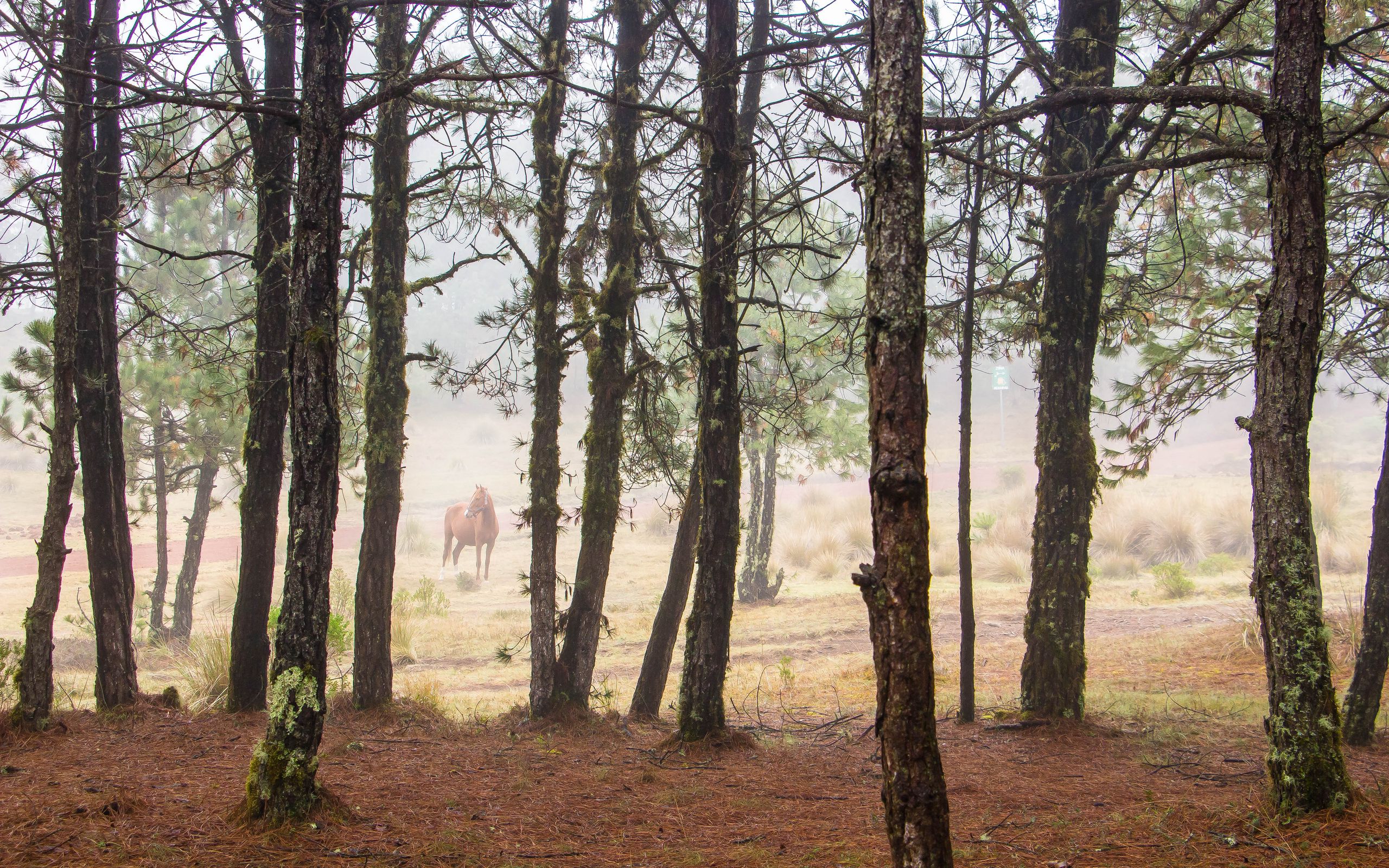 2560x1600 Wallpaper horse, forest, trees, animal