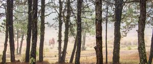 Preview wallpaper horse, forest, trees, animal