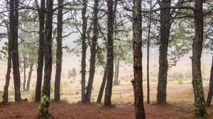 Preview wallpaper horse, forest, trees, animal