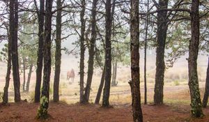 Preview wallpaper horse, forest, trees, animal