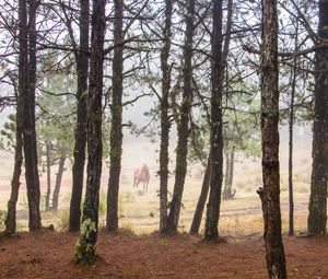 Preview wallpaper horse, forest, trees, animal