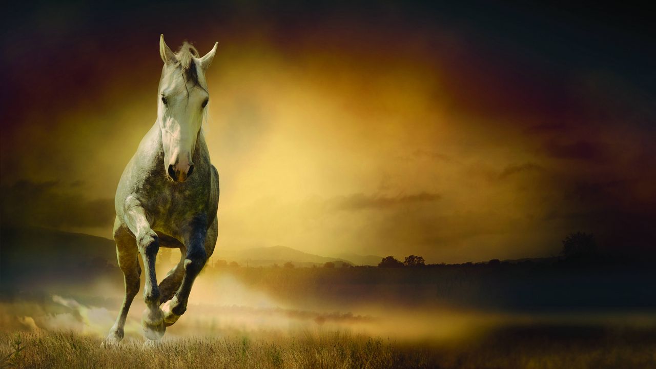 Wallpaper horse, freedom, night, field