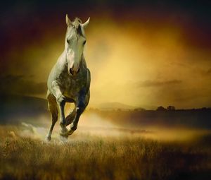 Preview wallpaper horse, freedom, night, field