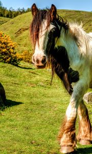 Preview wallpaper horse, grass, beautiful, nature