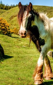 Preview wallpaper horse, grass, beautiful, nature