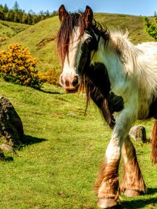 Preview wallpaper horse, grass, beautiful, nature