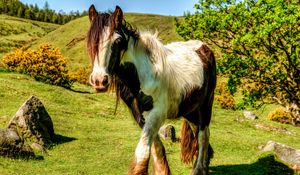Preview wallpaper horse, grass, beautiful, nature