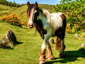 Preview wallpaper horse, grass, beautiful, nature