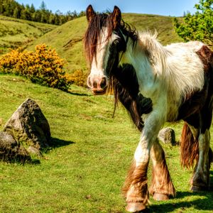 Preview wallpaper horse, grass, beautiful, nature