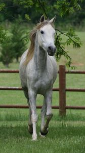 Preview wallpaper horse, grass, fence, walk, trees