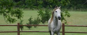 Preview wallpaper horse, grass, fence, walk, trees