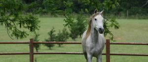 Preview wallpaper horse, grass, fence, walk, trees