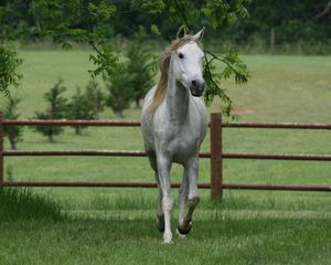 Preview wallpaper horse, grass, fence, walk, trees