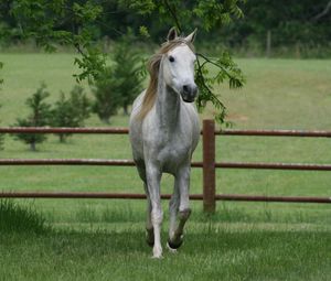 Preview wallpaper horse, grass, fence, walk, trees