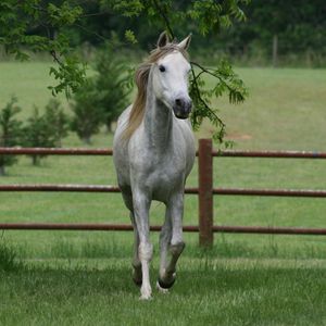 Preview wallpaper horse, grass, fence, walk, trees