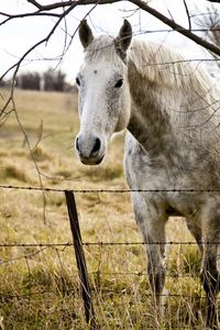 Preview wallpaper horse, grass, fence, tree