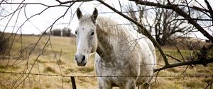 Preview wallpaper horse, grass, fence, tree