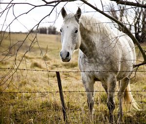 Preview wallpaper horse, grass, fence, tree